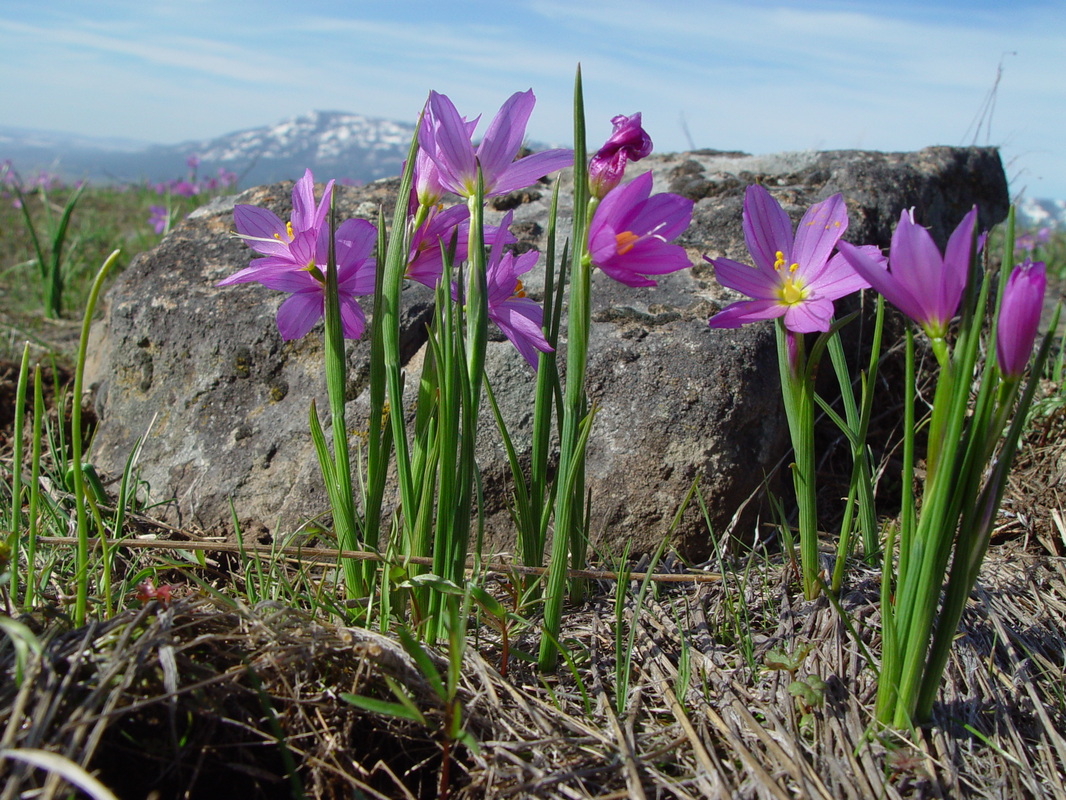 معرفی و راهنمای پرورش گیاهان زینتی فضای باز - گل ساتن یا اطلس